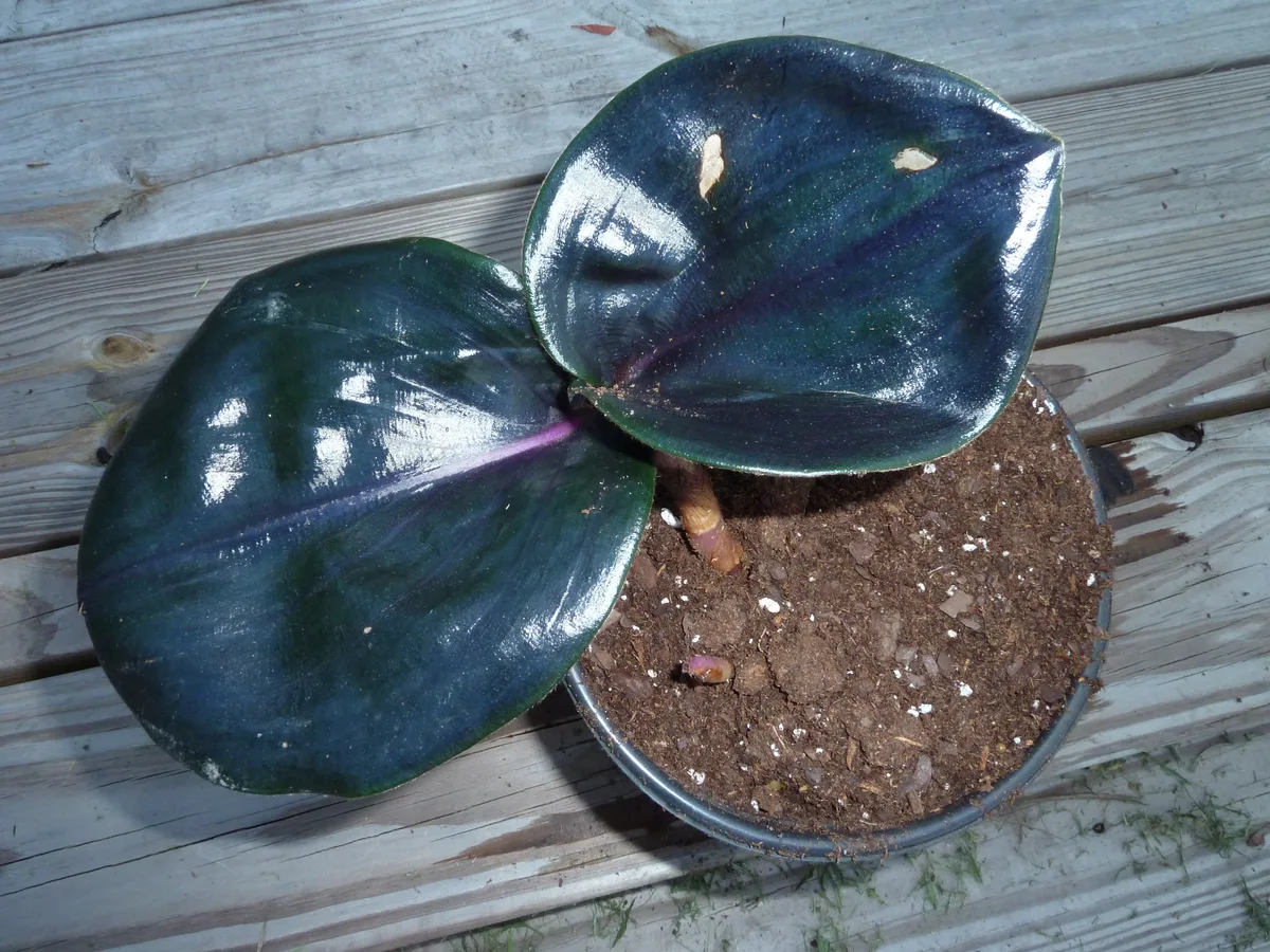 Silver Inch Plant (Geogenanthus ciliatus)