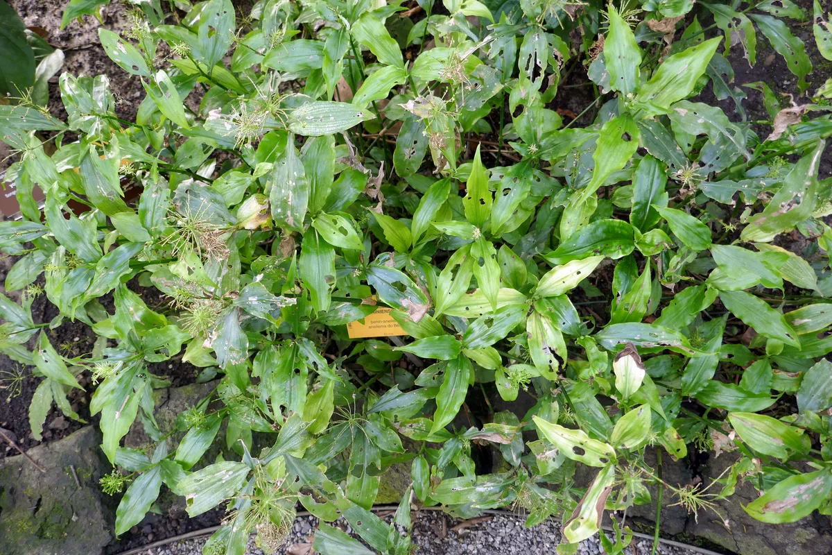 African Aneilema (Aneilema beniniense)
