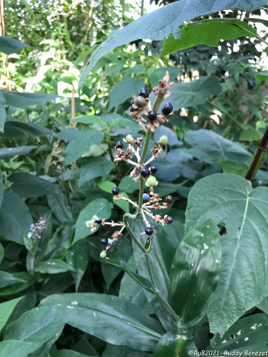 Marble Berry (Pollia japonica)
