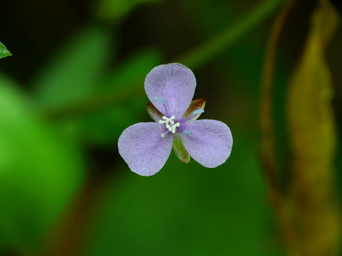 Asian Dewflower
