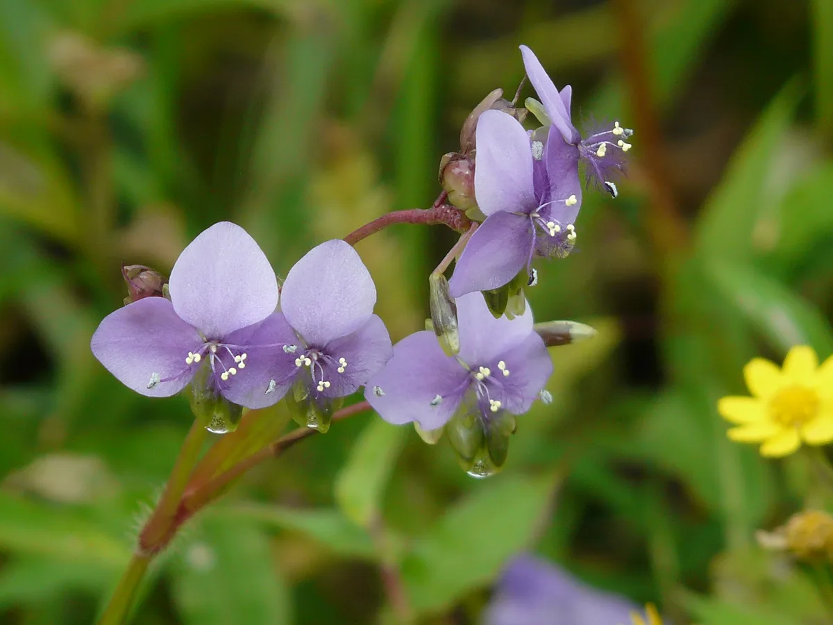 Narrowleaf Murdannia