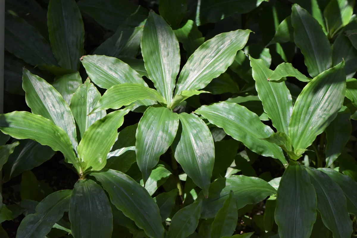 Broadleaf Amischotolype