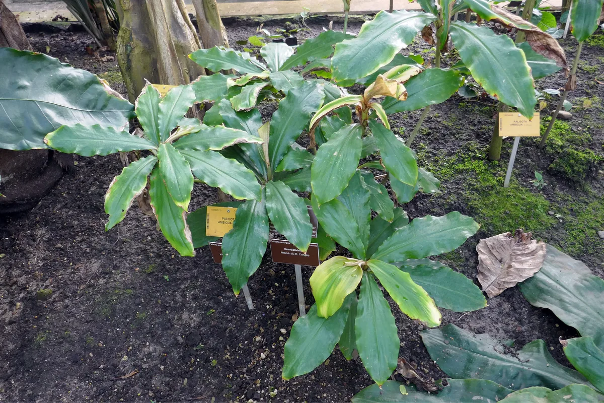 West African Palisota (Palisota ambigua)