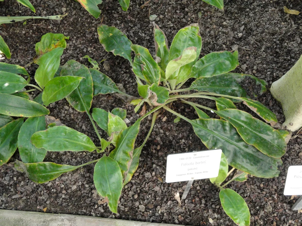 Cameroon Palisota (Palisota barteri)