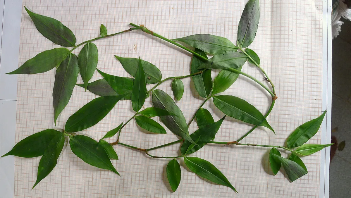 White Dichorisandra
