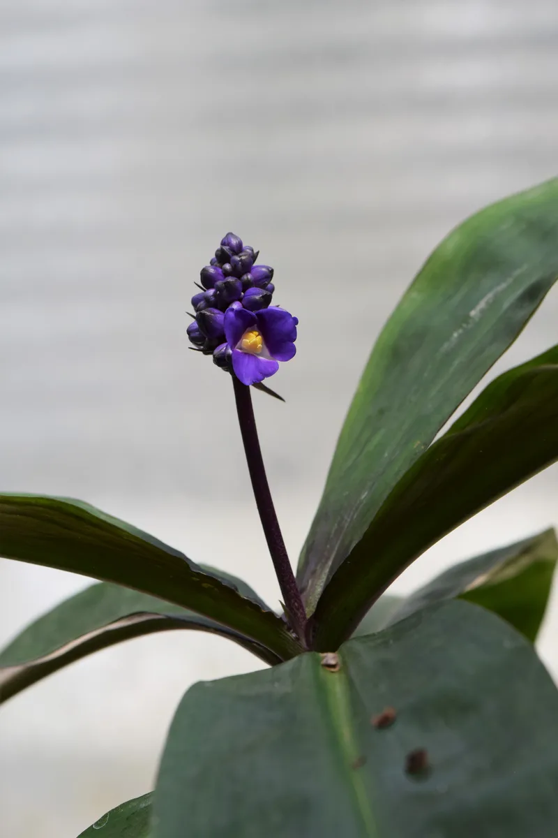 Brazilian Dichorisandra (Dichorisandra mosaica)