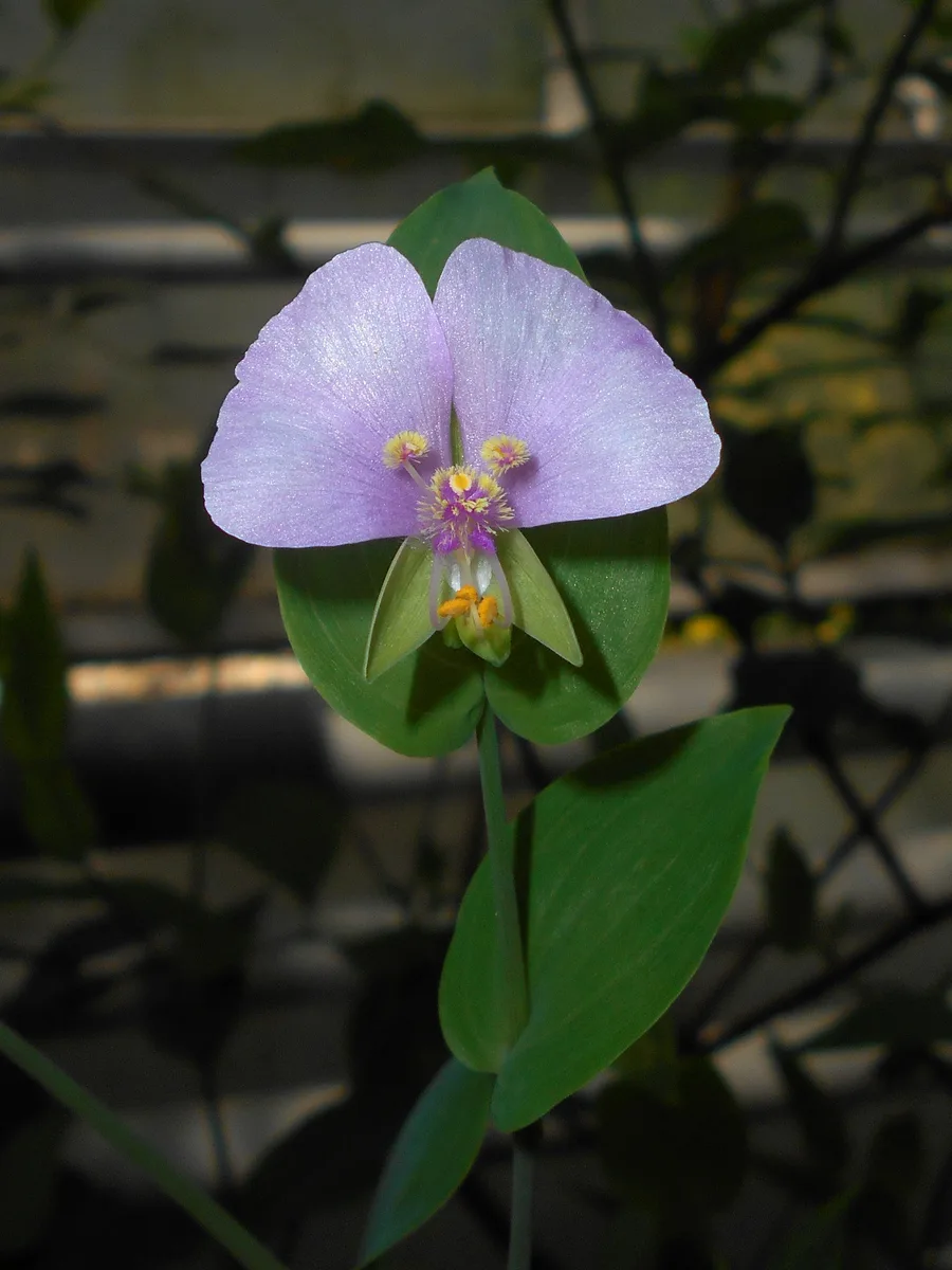 Andean Tinantia (Tinantia anomala)