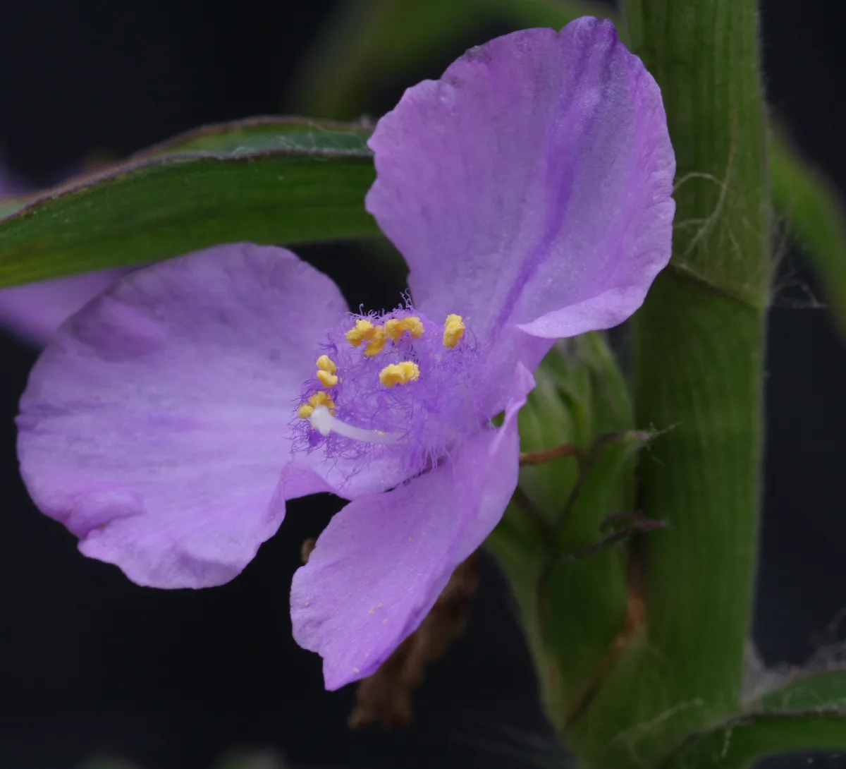 Blue Coleotrype (Coleotrype natalensis)