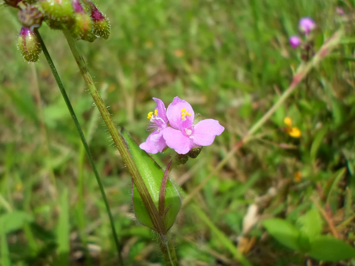 Pink Tripogandra (Tripogandra purpurascens)
