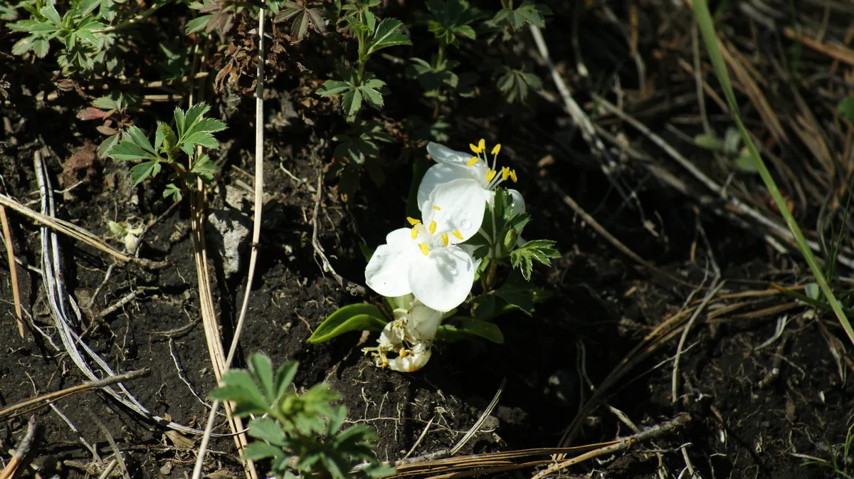 Blue Weldenia (Weldenia candida)