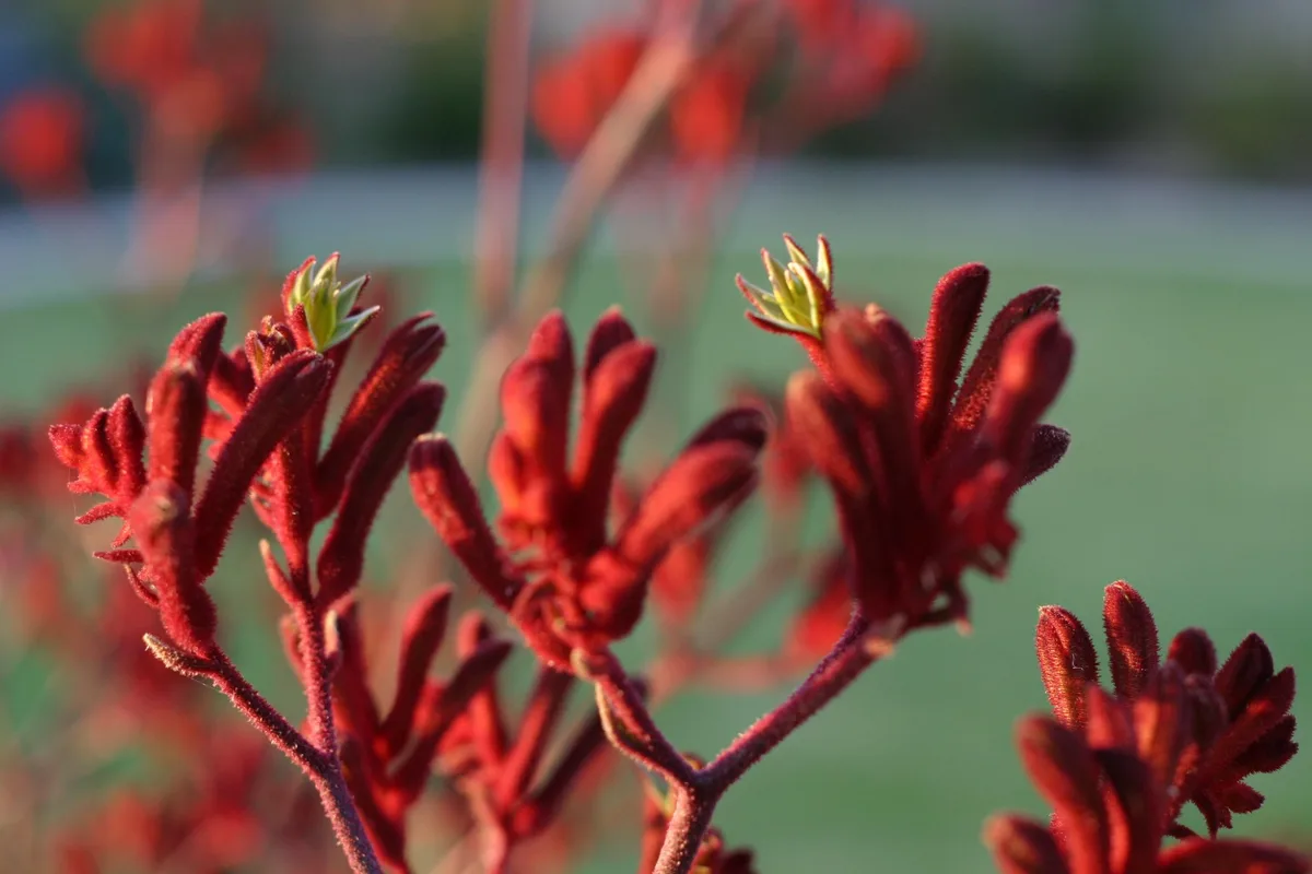 Red Kangaroo Paw (Anigozanthos manglesii)