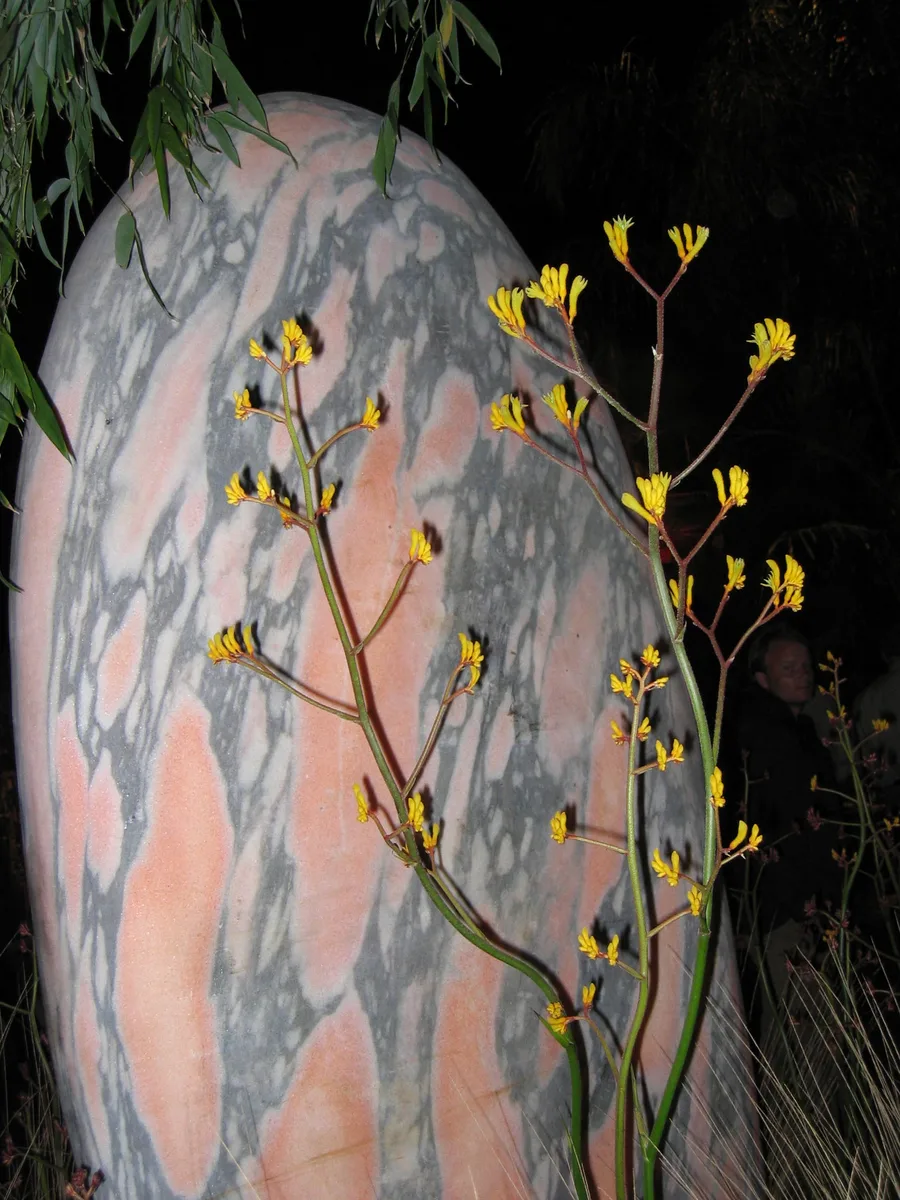 Tall Kangaroo Paw
