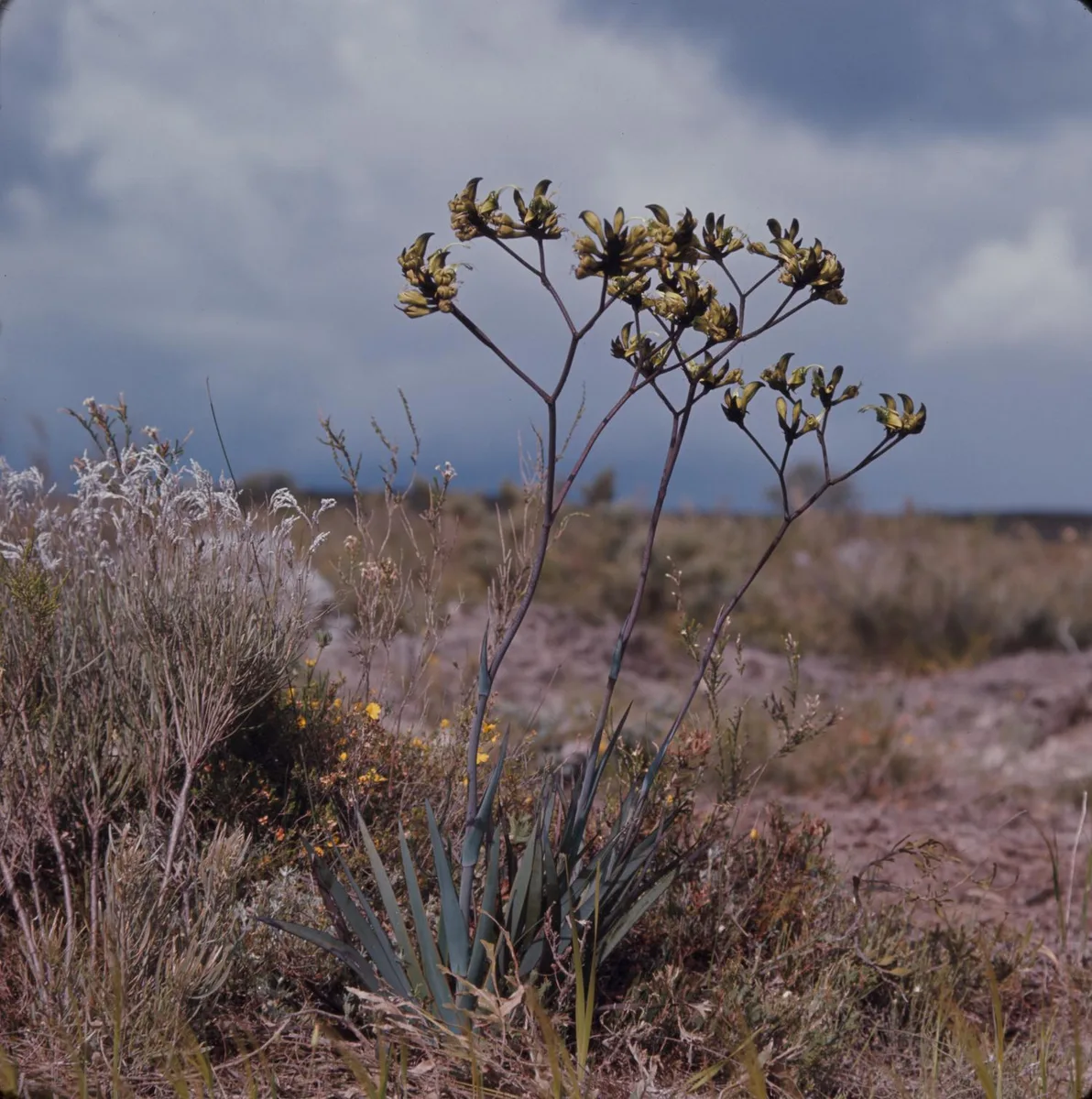 Black Kangaroo Paw