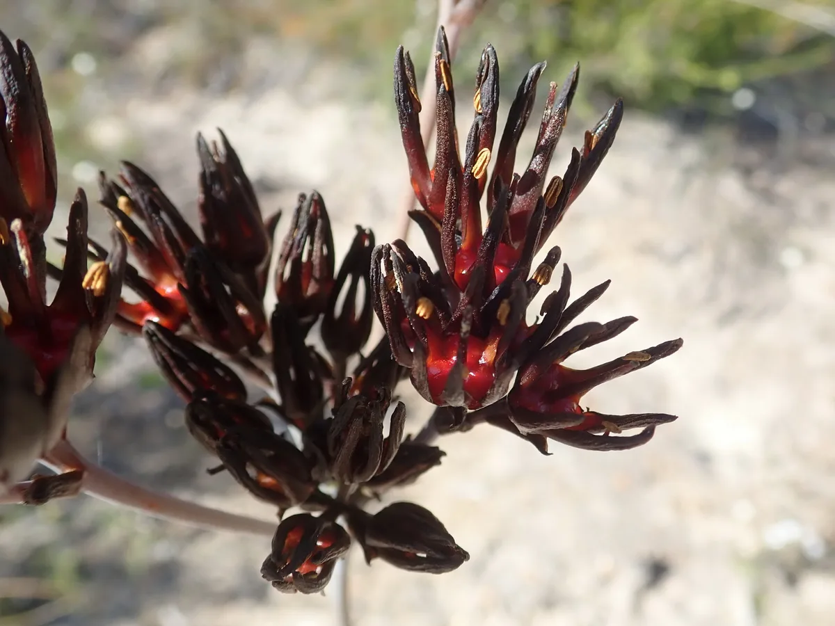 Redroot (Haemodorum corymbosum)