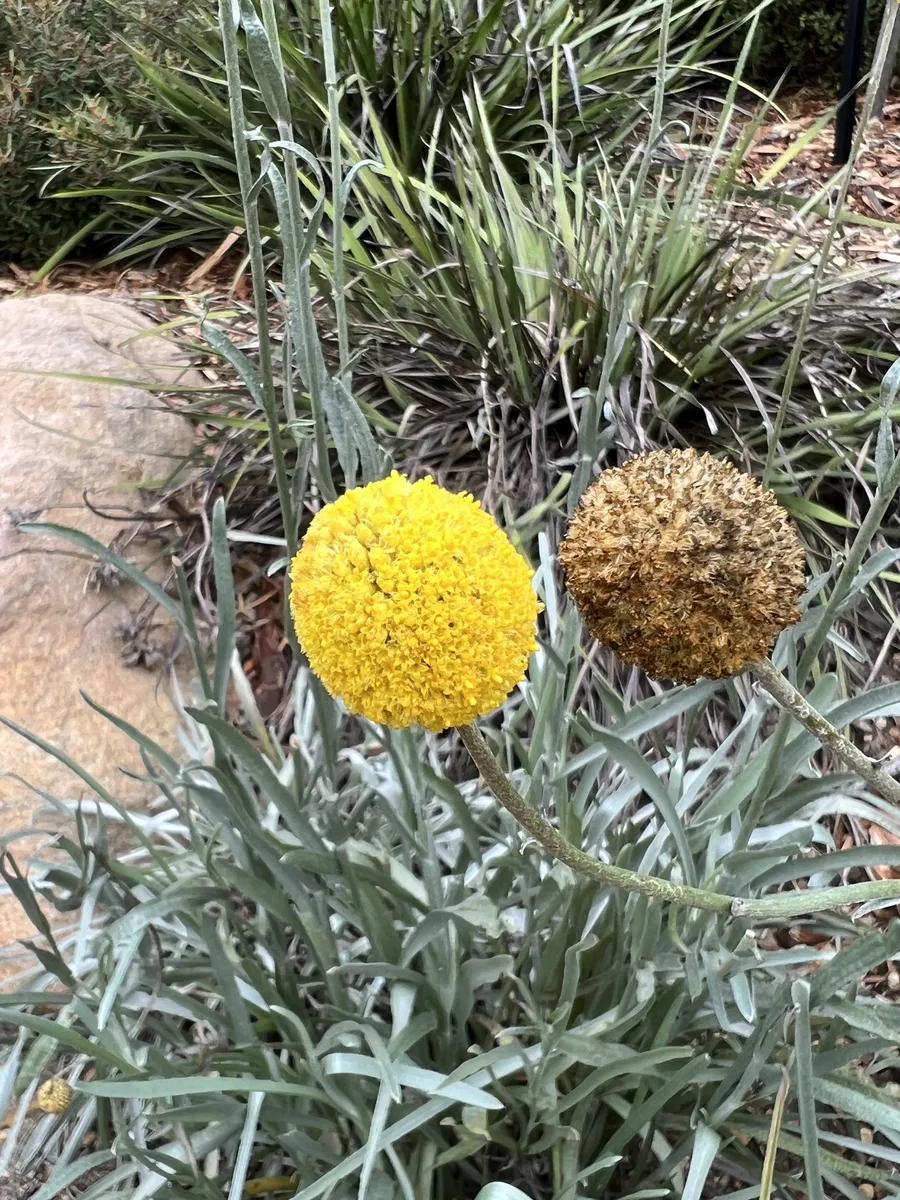 Woolly Conostylis