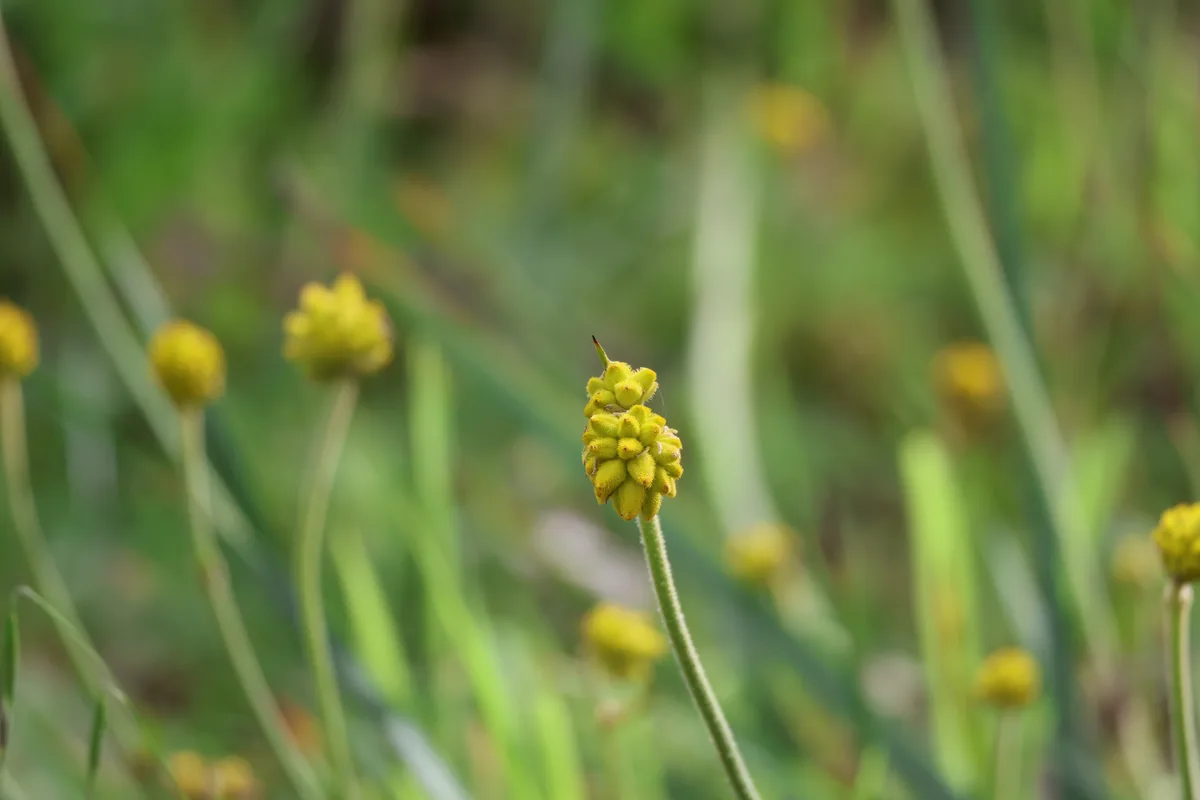 Golden Conostylis