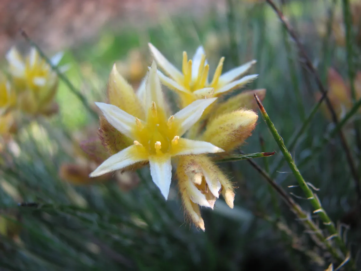Dwarf Conostylis