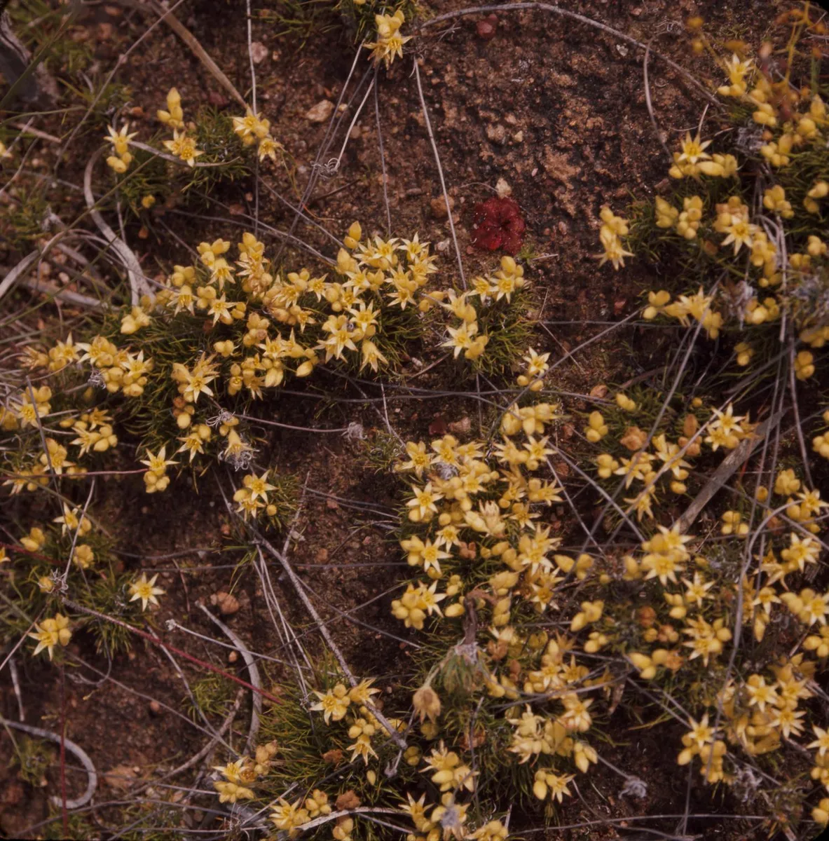 Yellow Conostylis
