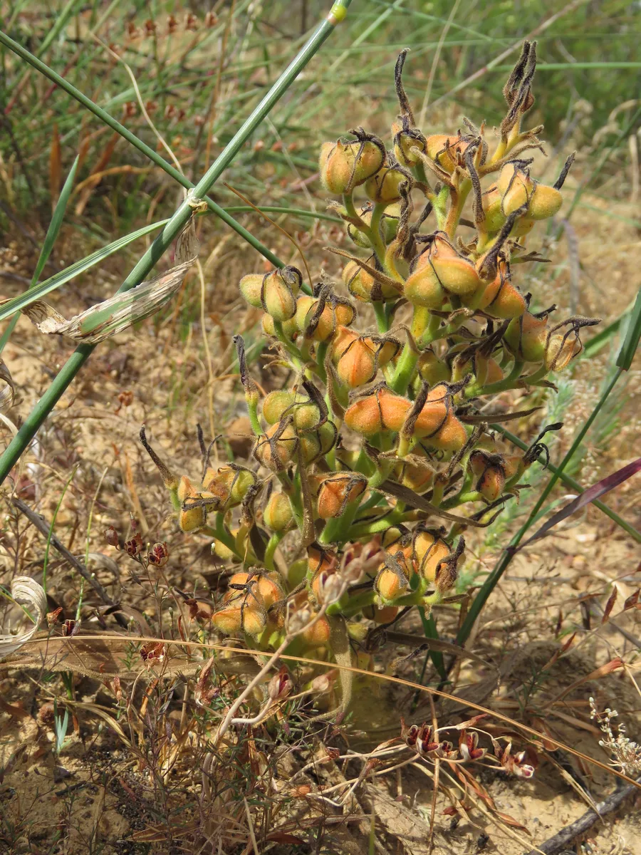 Red Wachendorfia (Wachendorfia paniculata)