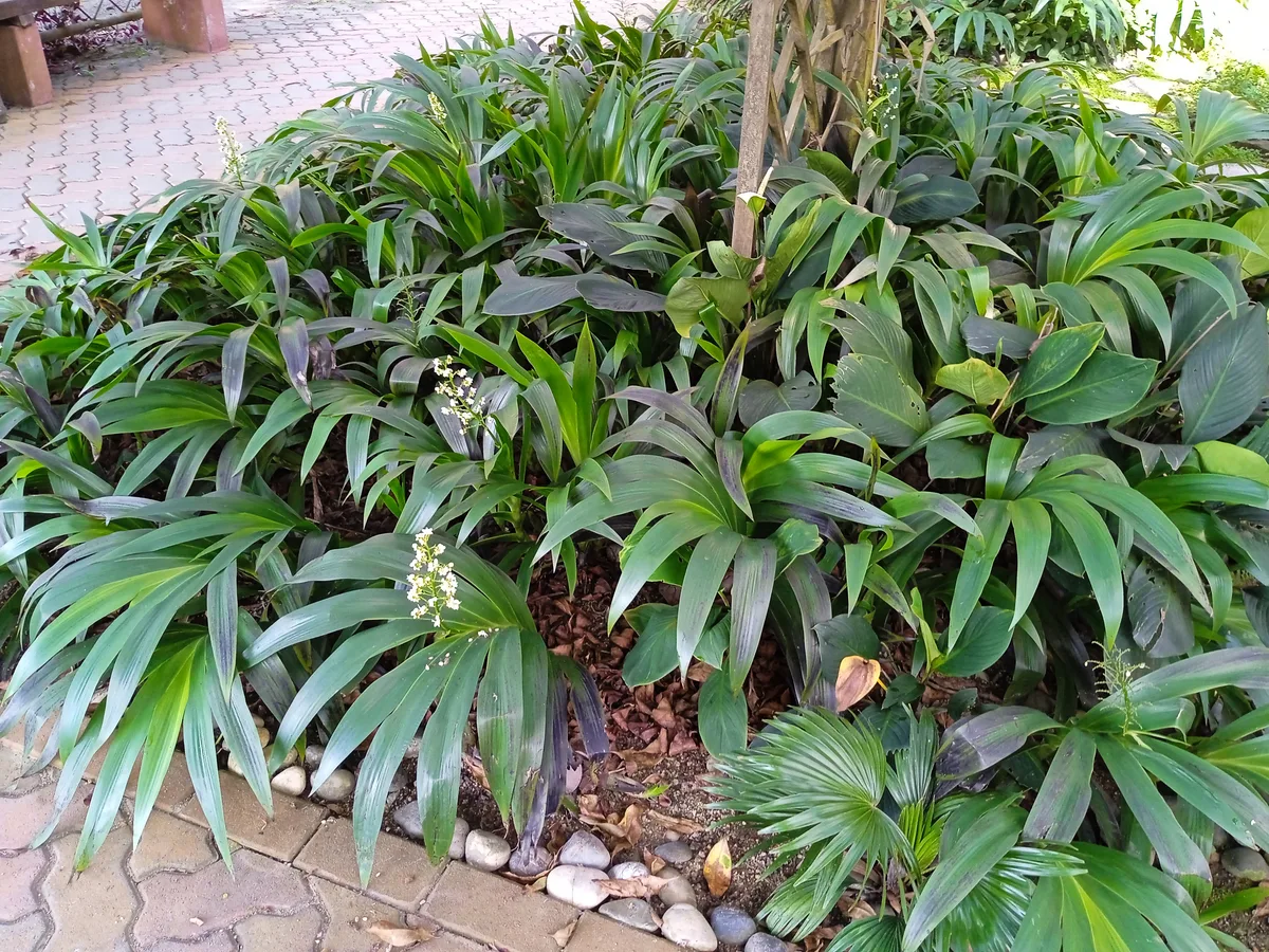 Cape Xiphidium (Xiphidium caeruleum)