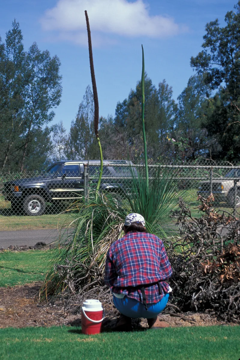 Blackboy Grass Tree (Xanthorrhoea preissii)
