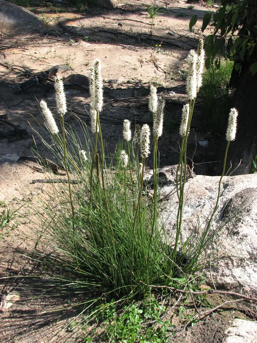 Small Grass Tree