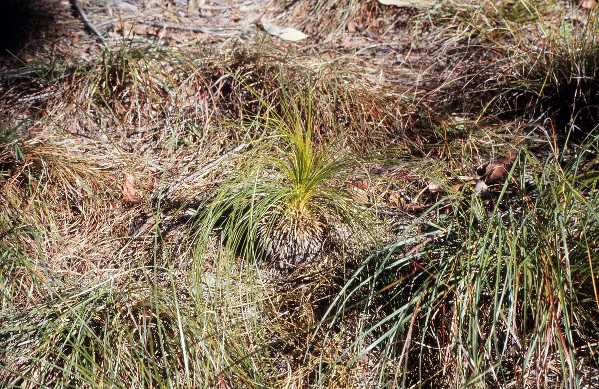 Queensland Grass Tree (Xanthorrhoea johnsonii)