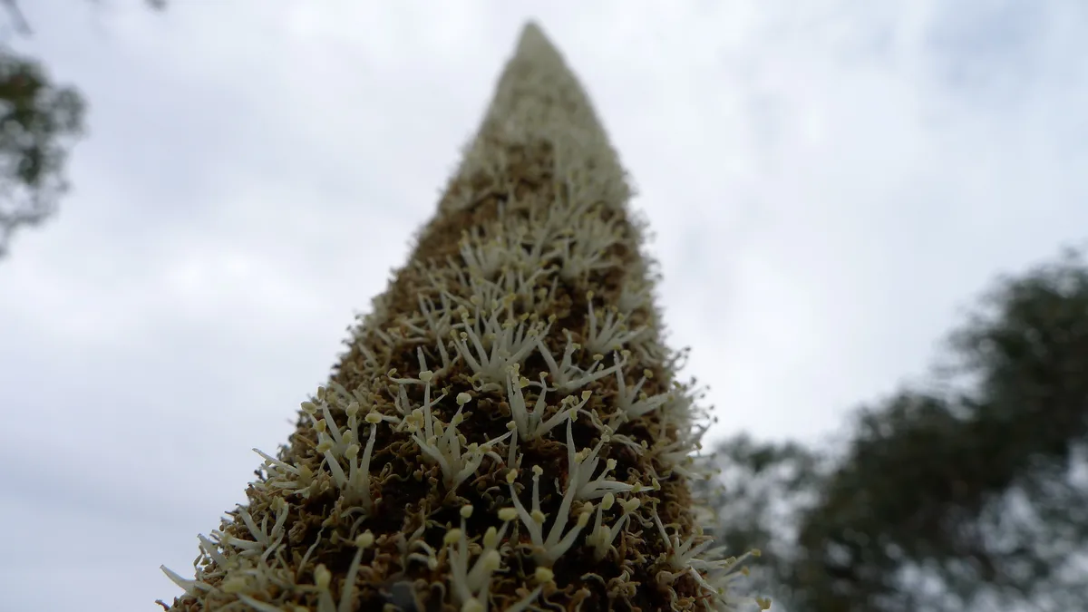 Resin Grass Tree (Xanthorrhoea resinosa)