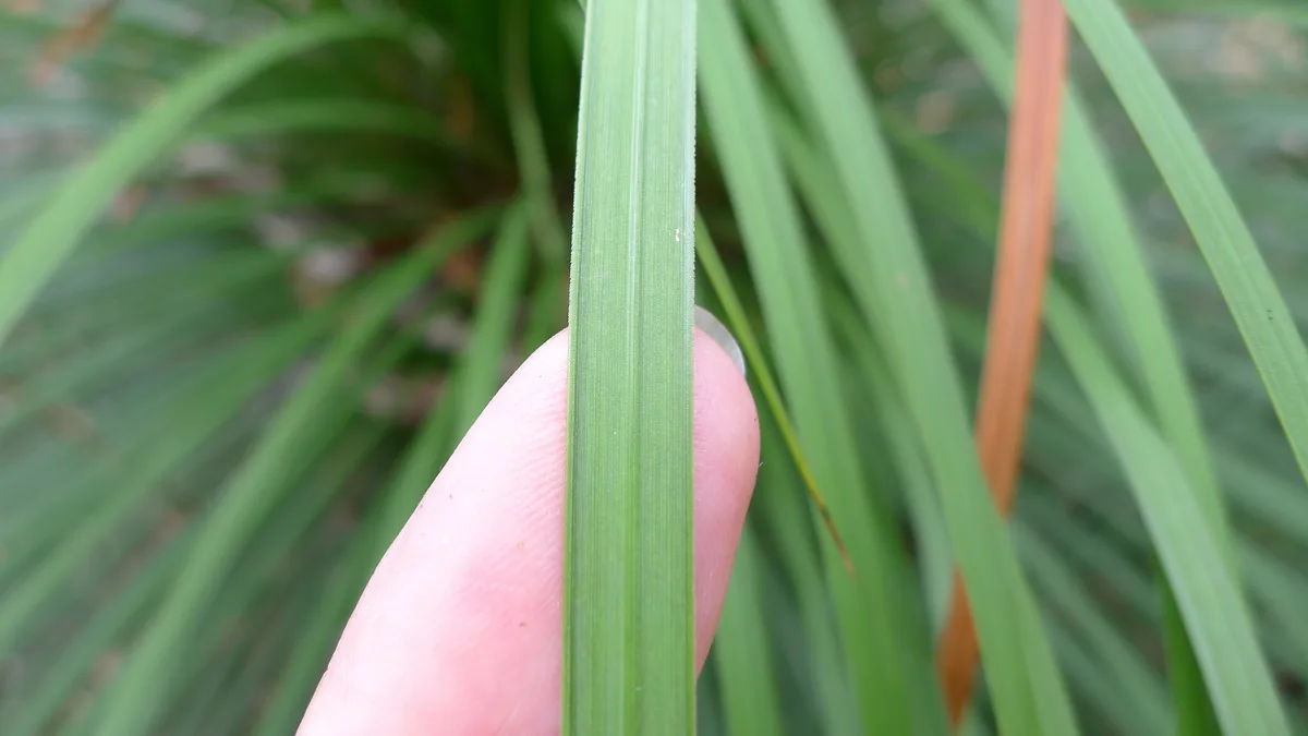 Forest Grass Tree (Xanthorrhoea latifolia)