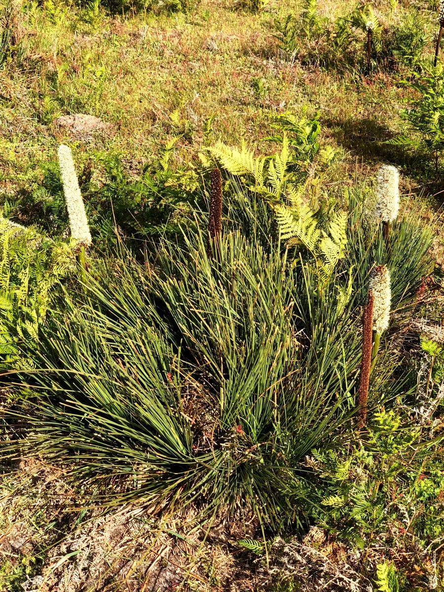 Tasmanian Grass Tree (Xanthorrhoea arenaria)