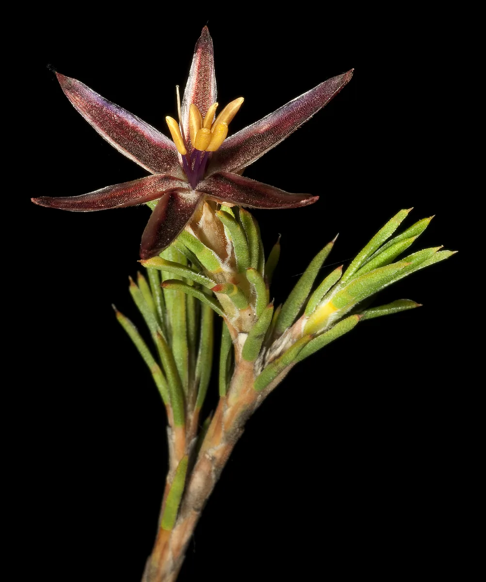 Blue Tinsel Lily (Calectasia grandiflora)