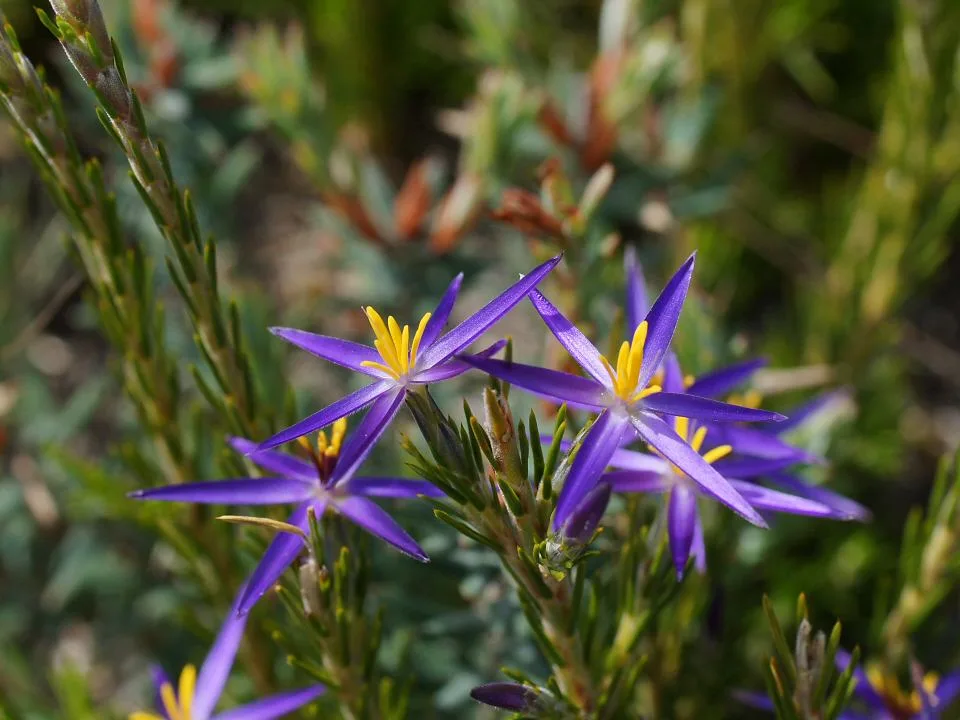 Eastern Tinsel Lily (Calectasia intermedia)