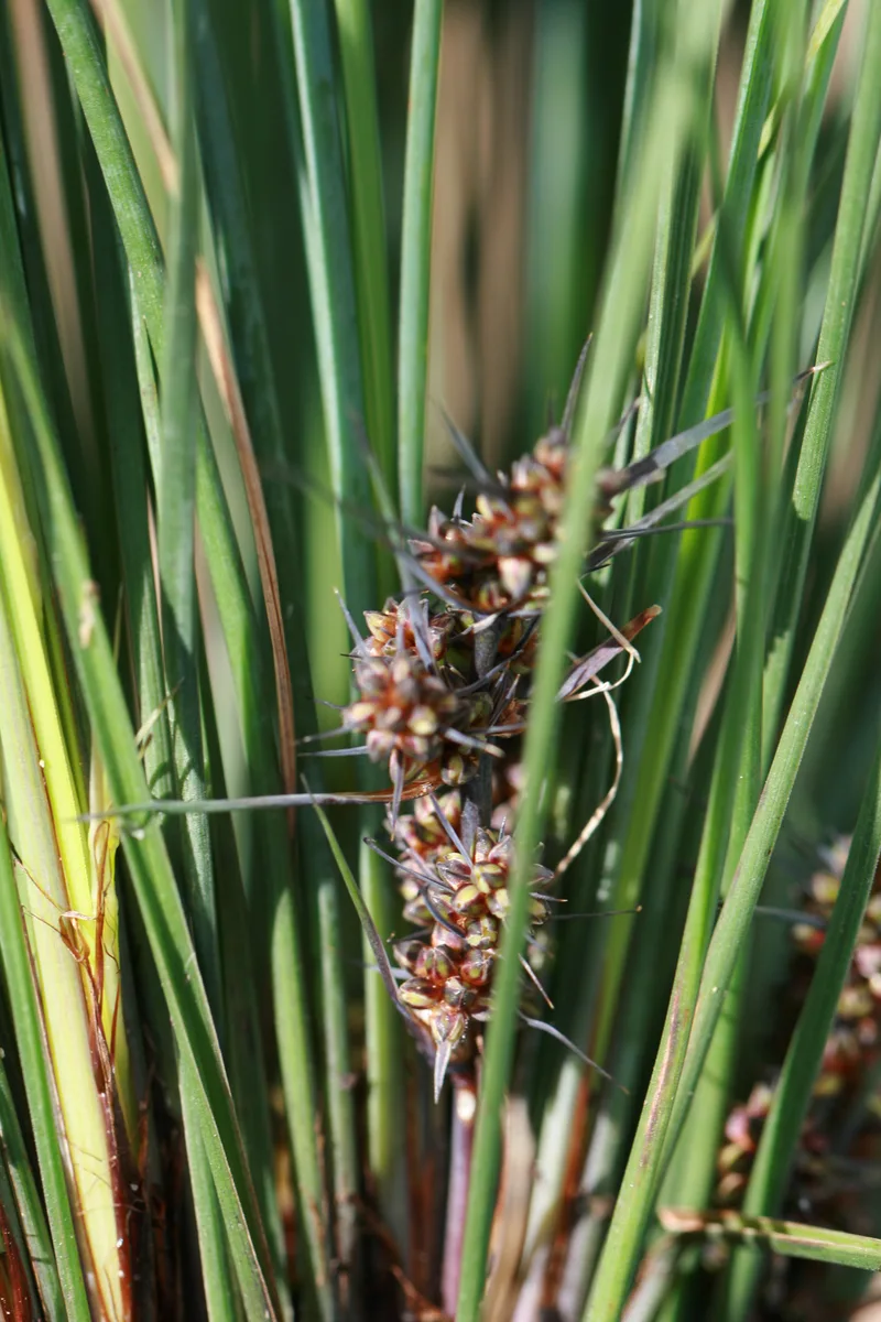 Fine Leaf Lomandra (Lomandra confertifolia)