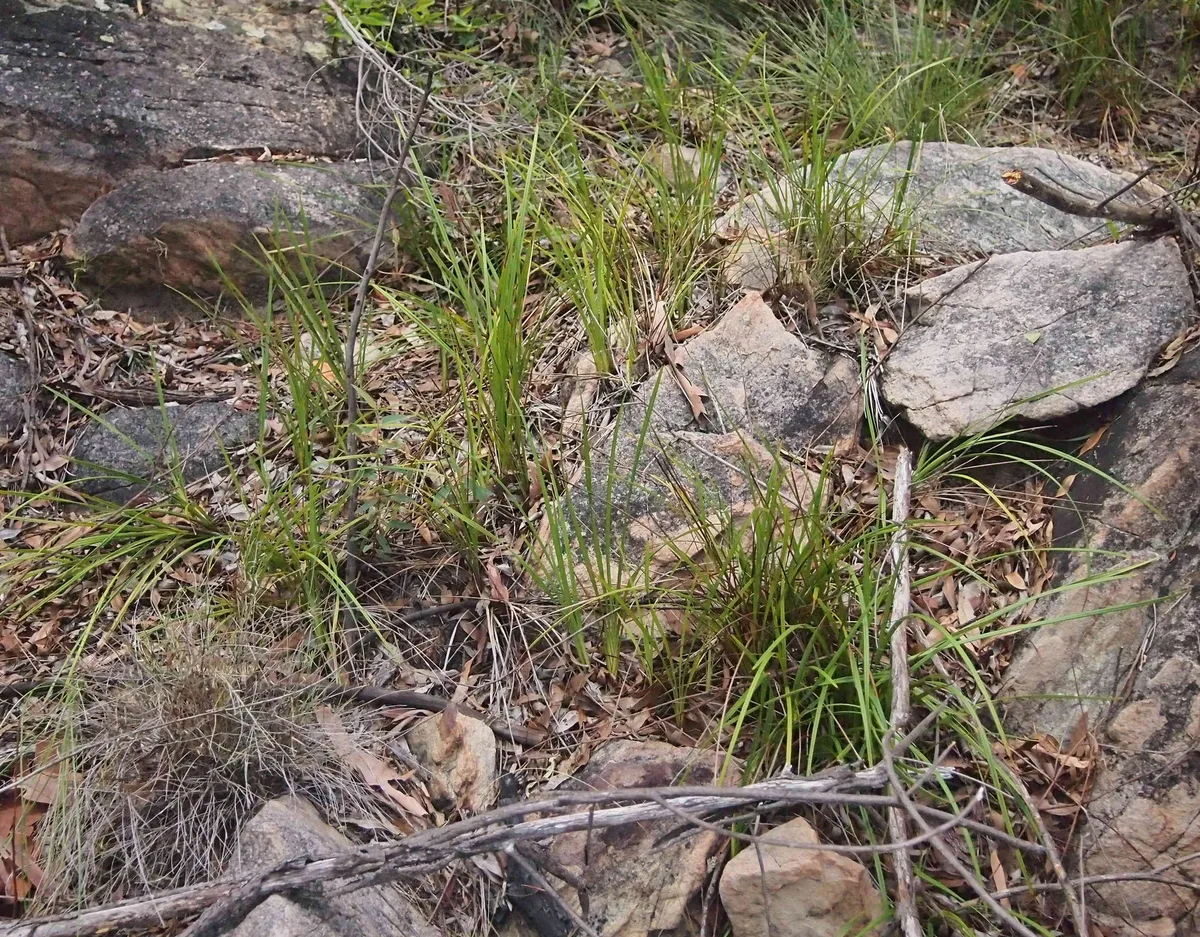 Small Mat Rush (Lomandra filiformis)