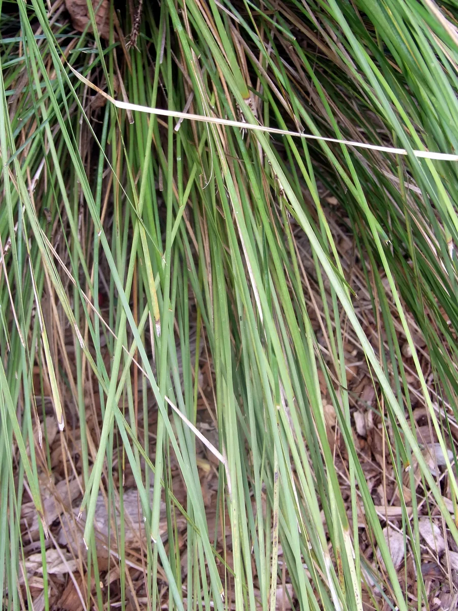 Queensland Mat Rush (Lomandra fluviatilis)