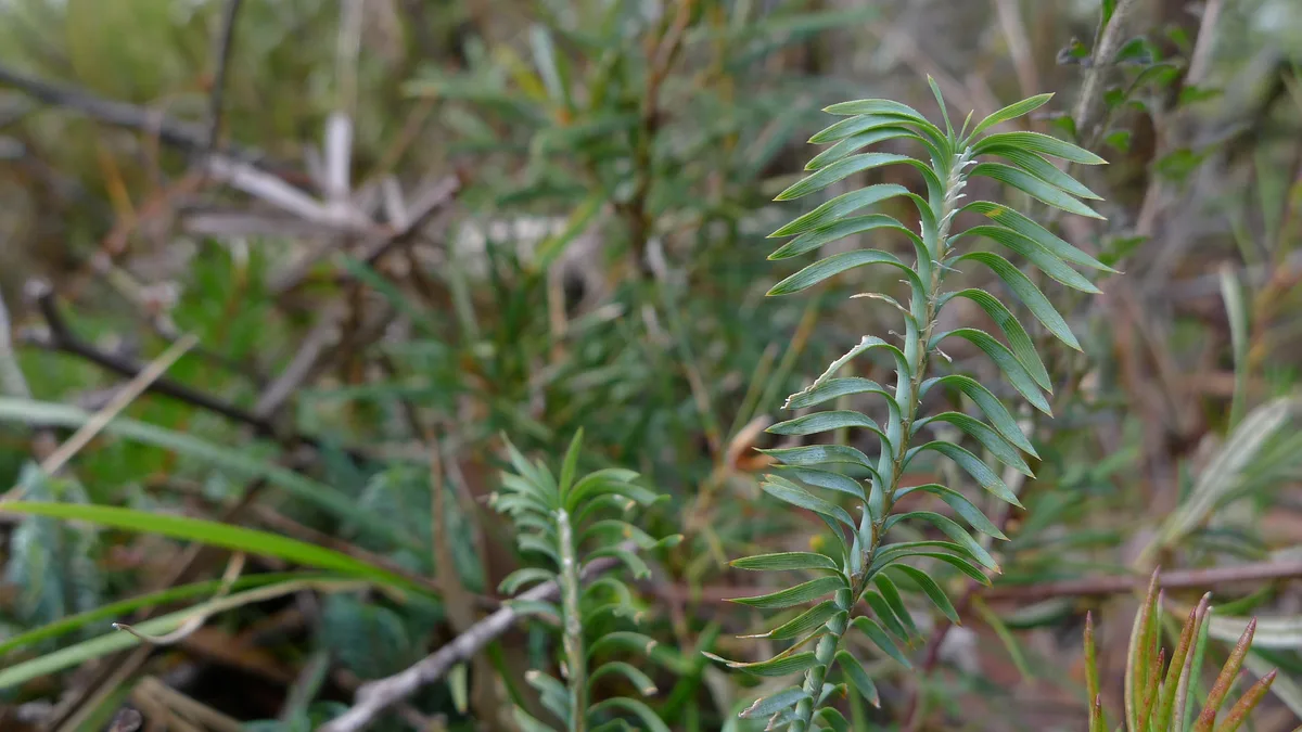 Spiky Lomandra (Lomandra obliqua)