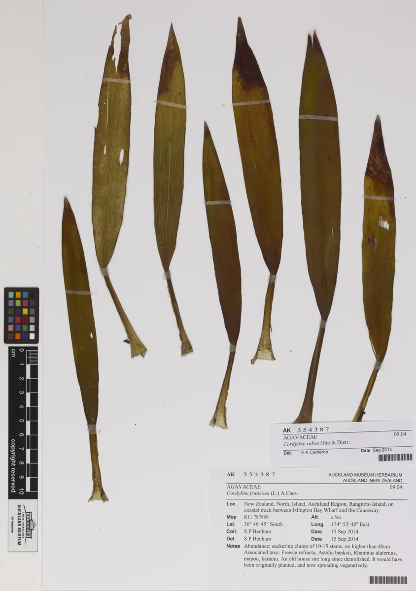Australian Cordyline (Cordyline rubra)
