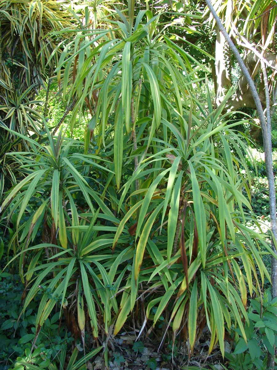 Narrow Leaf Cordyline (Cordyline stricta)