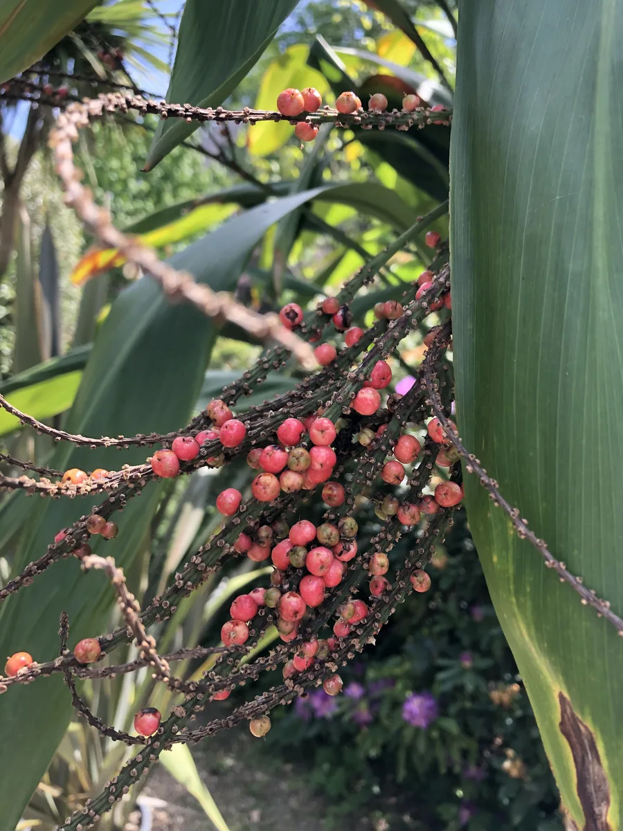 Broadleaf Cordyline (Cordyline petiolaris)
