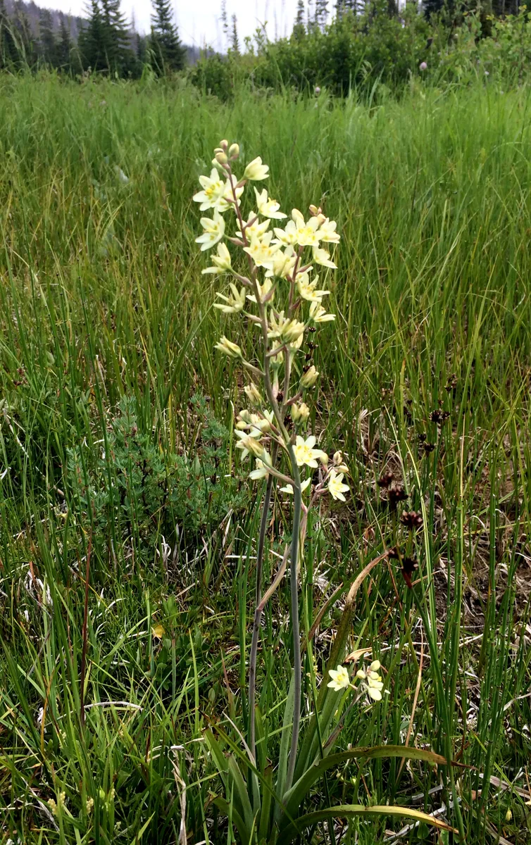 Mountain Death Camas (Anticlea occidentalis)