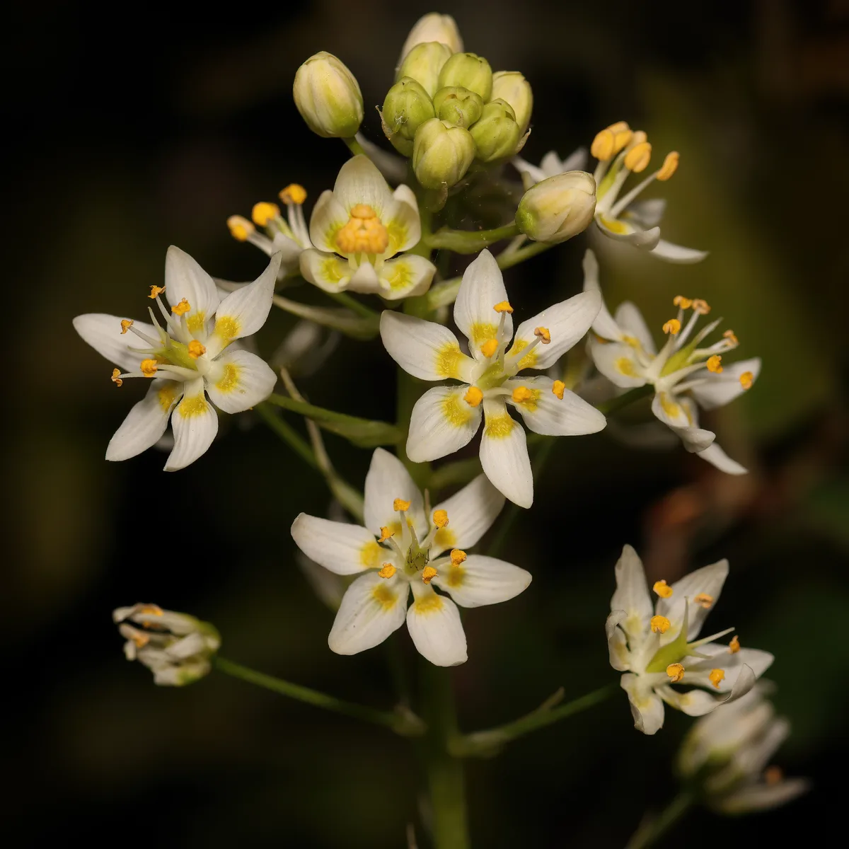 Fremont Death Camas (Toxicoscordion fremontii)