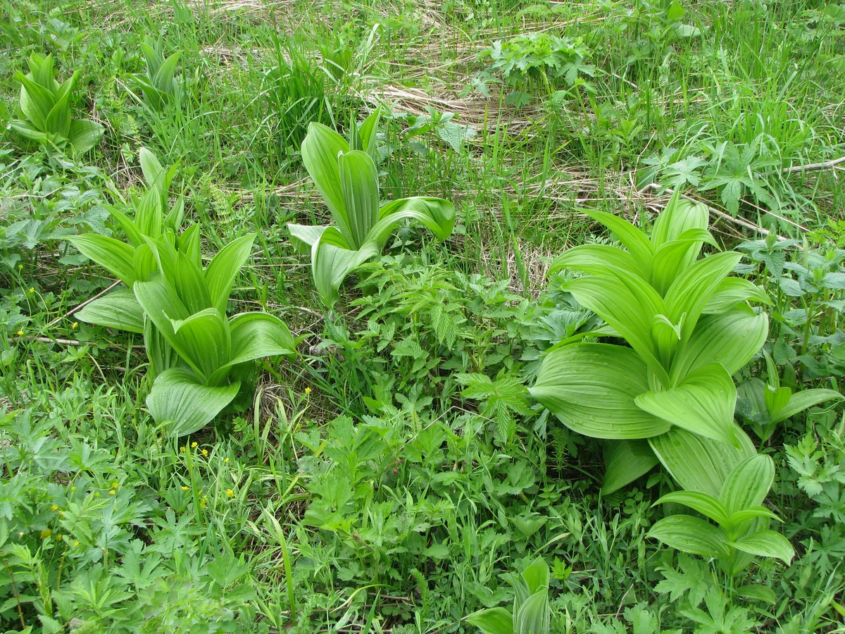 Siberian False Hellebore (Veratrum lobelianum)