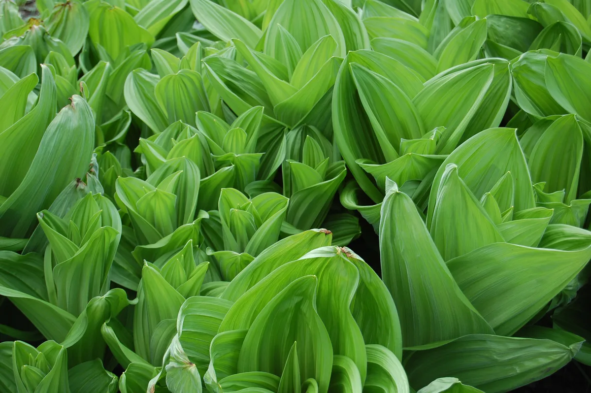 White False Hellebore (Veratrum album)