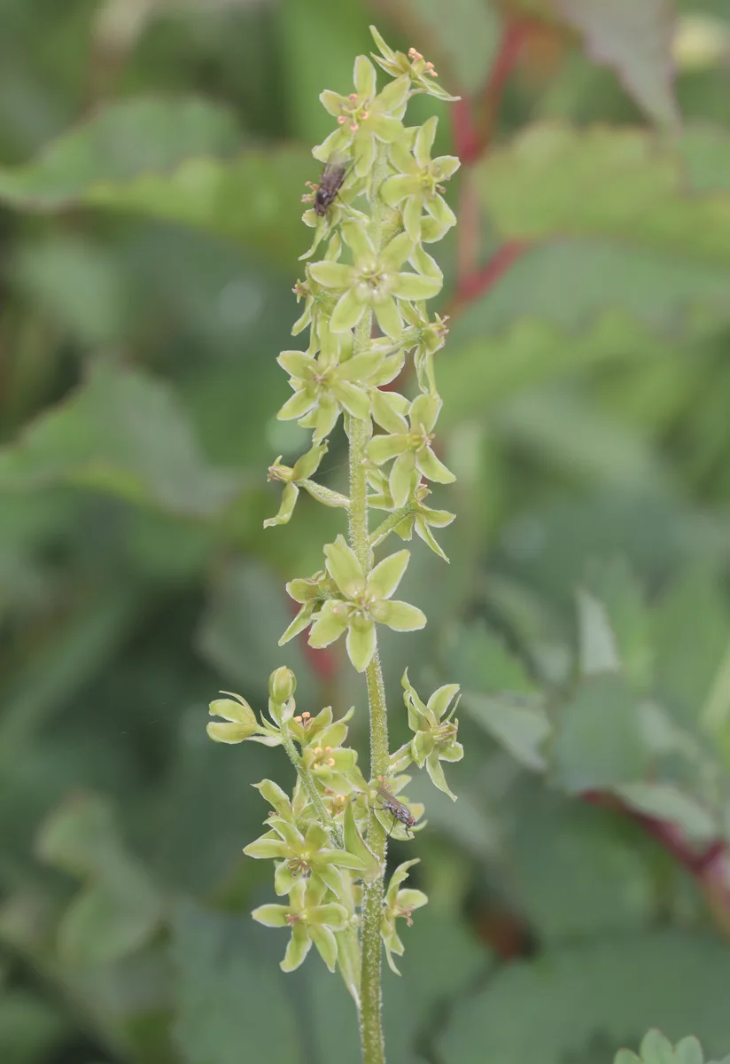 Japanese False Hellebore (Veratrum maackii)