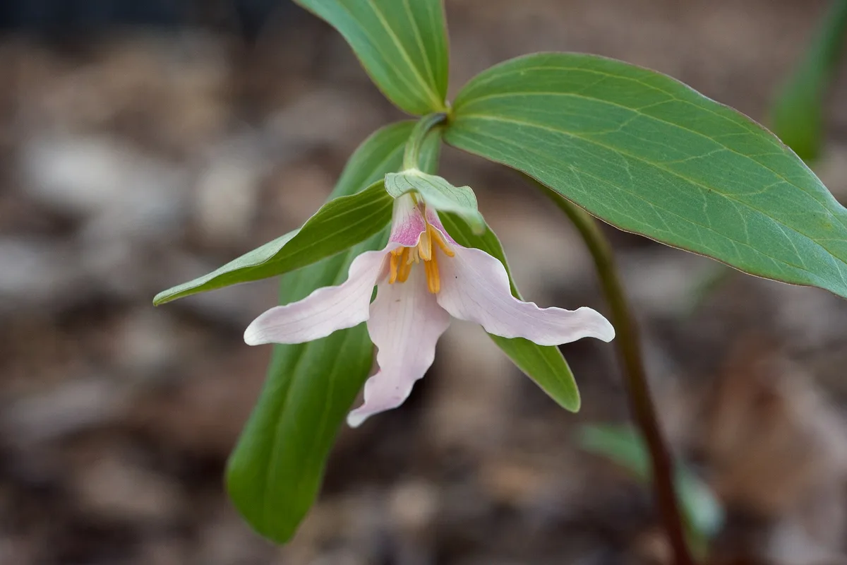 Ozark Wake Robin (Trillium pusillum)