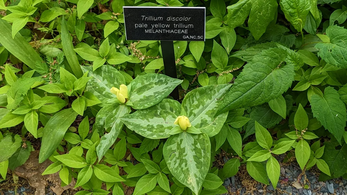Small Yellow Ladys Slipper Trillium (Trillium discolor)