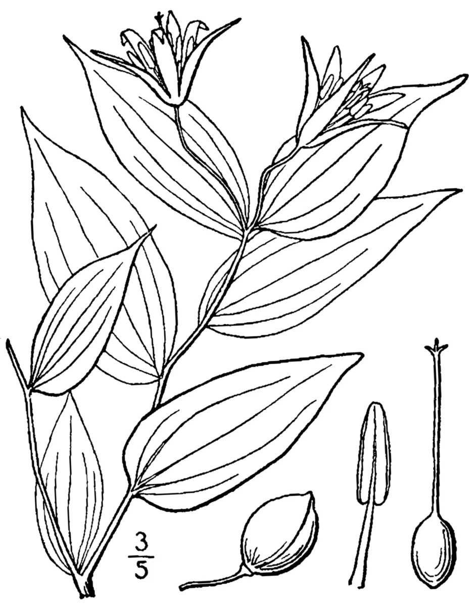 Yellow Fairy Bells (Prosartes lanuginosa)