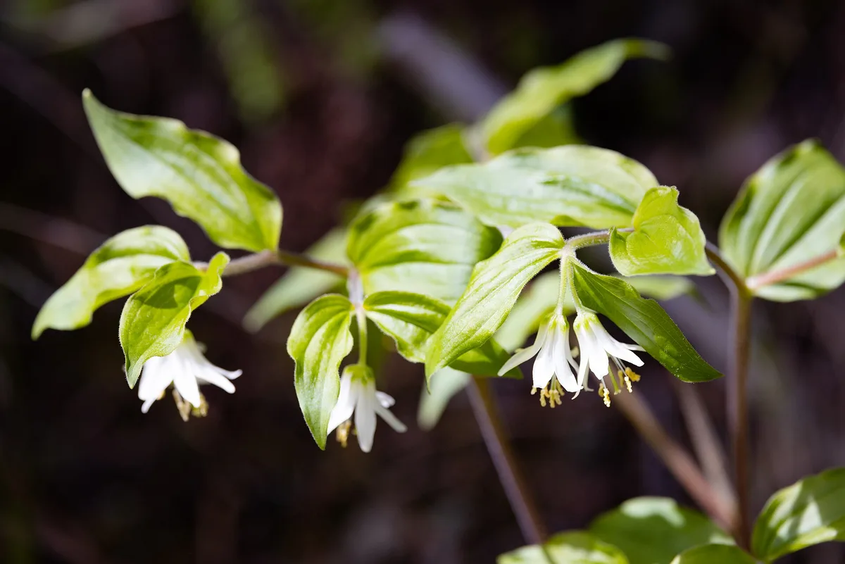 Hookers Fairy Bells (Prosartes trachycarpa)