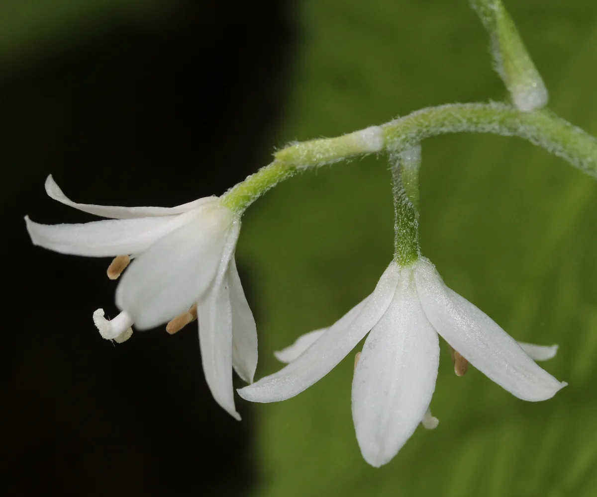 Yellow Clintonia (Clintonia udensis)