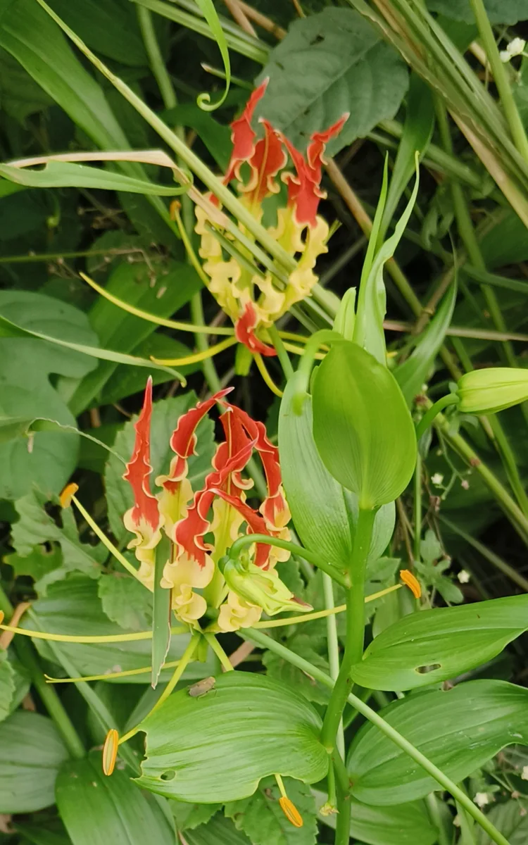 Flame Lily (Littonia modesta)